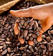Fves de cacao